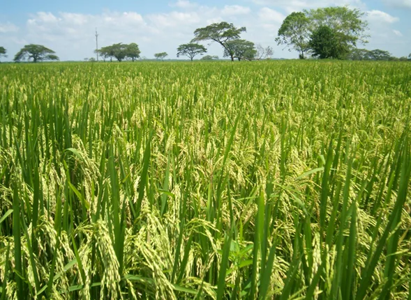 Fertilizantes bajo presión, planeación para prepararse a la tormenta
