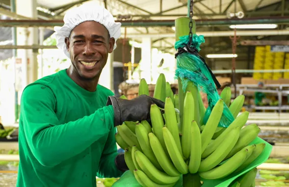 Banano colombiano rompe récord: USD 1.309 millones en exportaciones y crecimiento del 21,6% en 2025