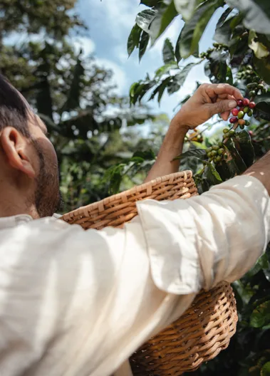Federación de Cafeteros invertirá $50 mil millones para fertilización