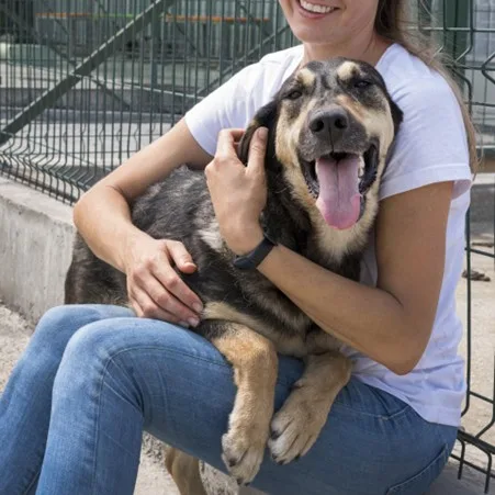 Si tiene mascota: estas reglas pueden costarle una multa en 2026