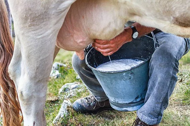 Sabanalac eleva la calidad de la leche