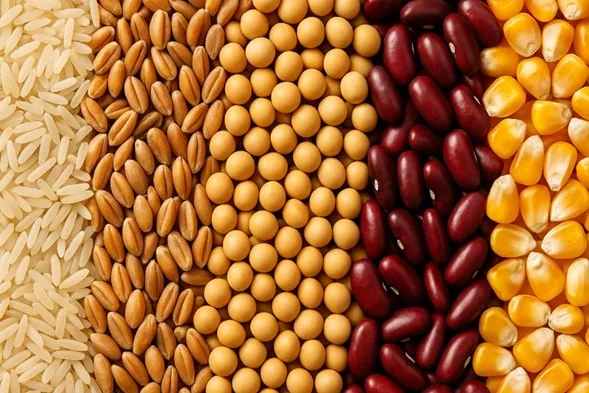 Semillas autorizadas motor del desarrollo agrícola
