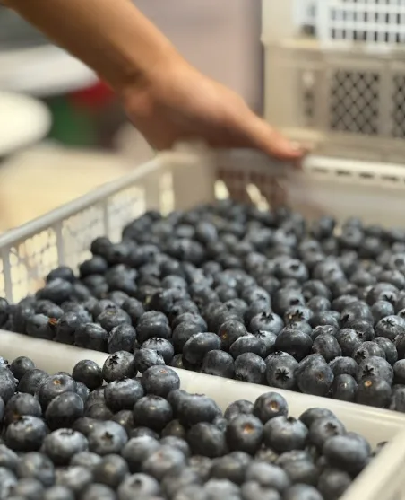 Colombia consume el 95% de su producción de arándanos