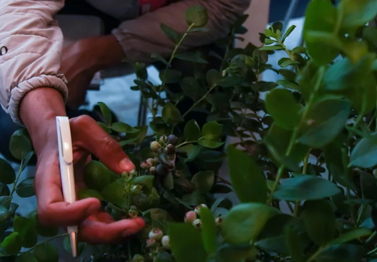 Vuelve Nación Berries conecta la industria de los berries en Latinoamérica