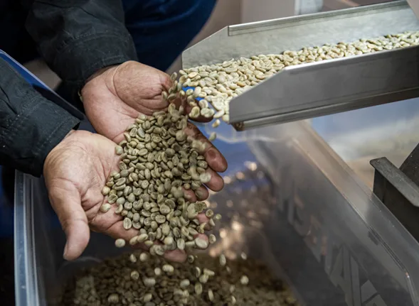 La producción de café muestra señales de estabilización