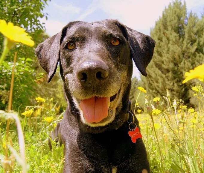Dog Chow renueva su portafolio y proyecta un crecimiento del 65%