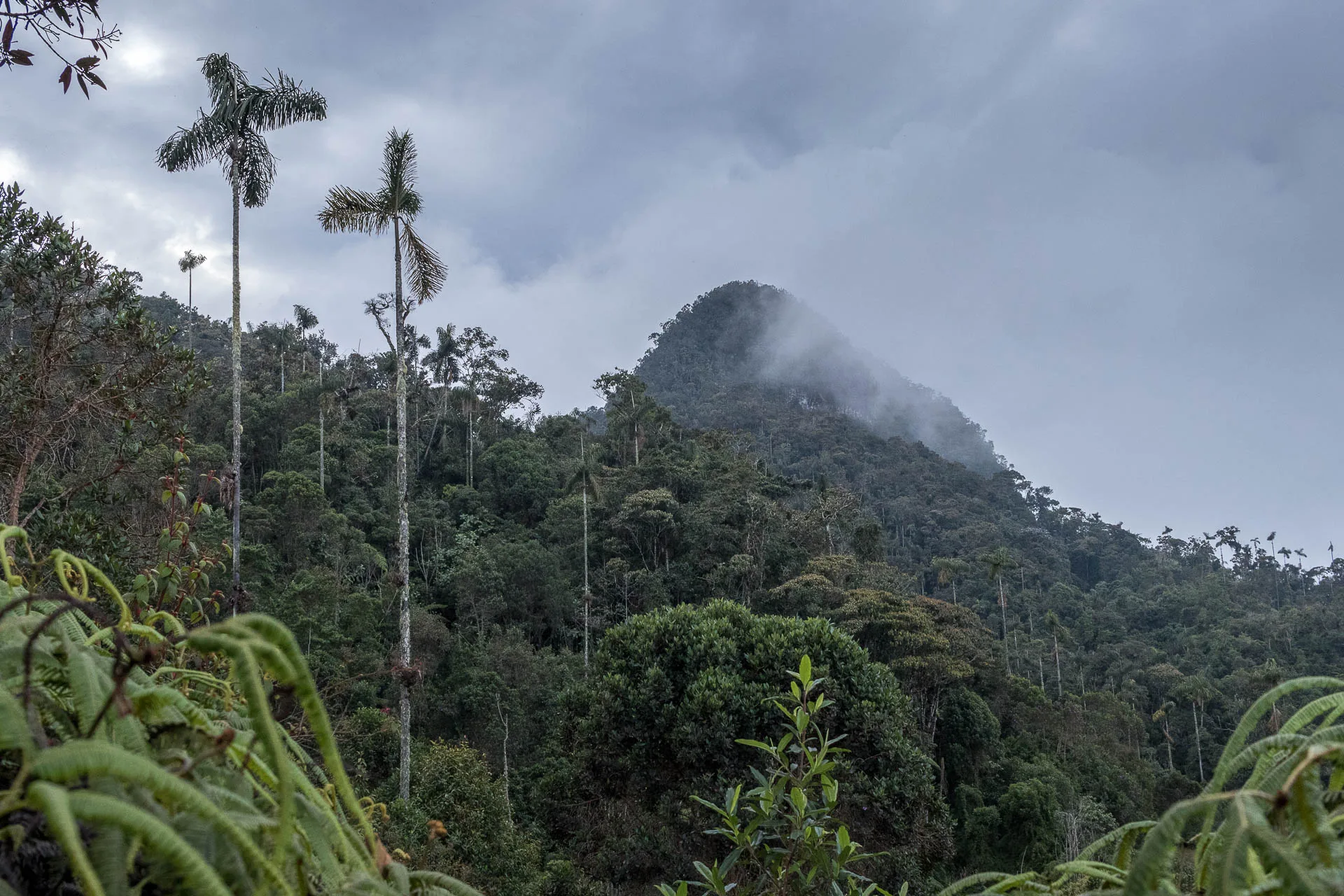 Banco de Occidente y Terrasos protegen bosque de niebla
