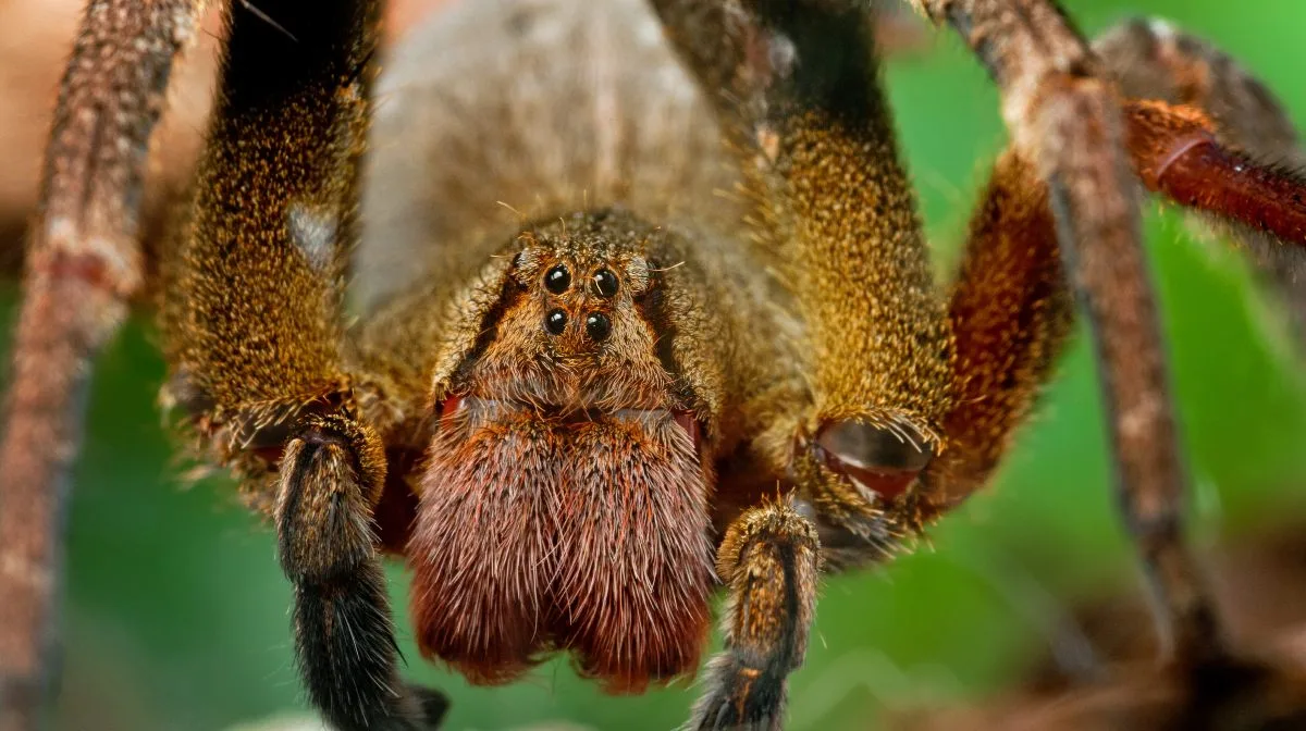 Biodiversidad fortalecen el desarrollo farmacéutico en Colombia