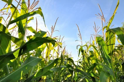 Más de 10.600 hectáreas de maíz en el Tolima afectadas por sequía