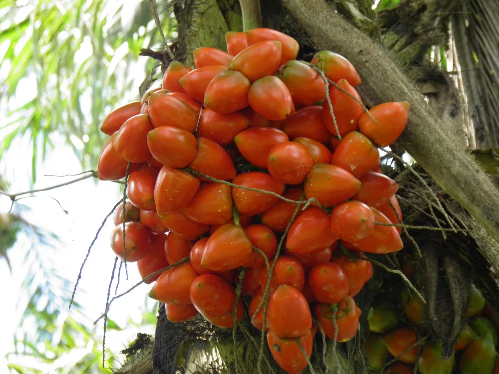 Guaviare con meta de deforestación cero a 2036