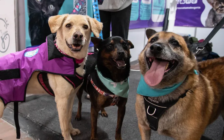 En Expopet, 101 perros y gatos rescatados del abandono esperan encontrar un hogar responsable​