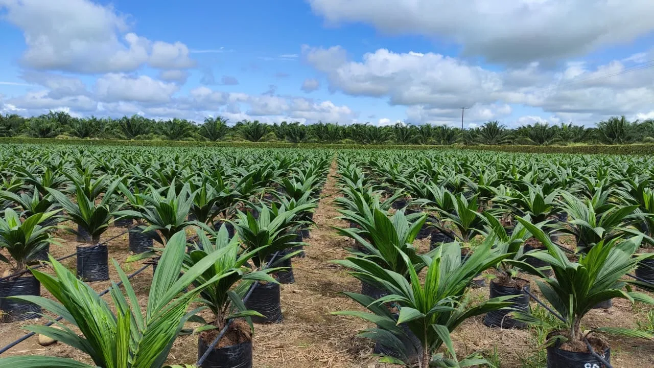 Con fertilizantes de menor huella de carbono, sector palmero evitó más de 33.000 toneladas de CO₂PALMAS