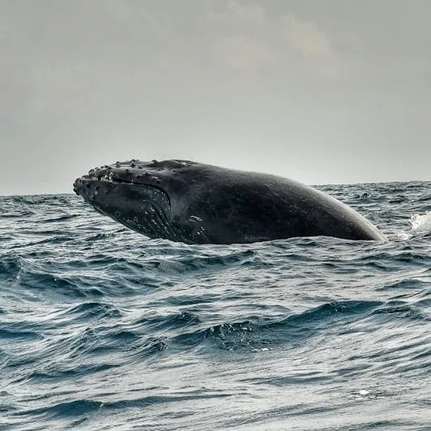 Pacífico colombiano entra en cuenta regresiva para recibir 8.000 ballenas
