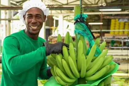Sector bananero: Colombia necesita más institucionalidad, más empleo y más confianza para producir
