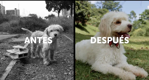 Efecto Ringo y tenencia responsable de las mascotas