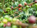 La prevención y la protección financiera claves para fortalecer la resiliencia del campo colombiano