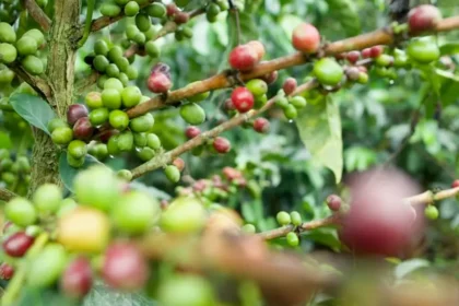 La prevención y la protección financiera claves para fortalecer la resiliencia del campo colombiano