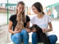 Llega gran jornada de adopción de mascotas en el Centro Comercial Portal de la 80