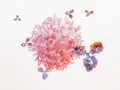 Lupus: cuando el sistema inmune, se convierte en adversario