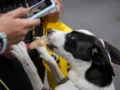 Expopet se une al día internacional del perro