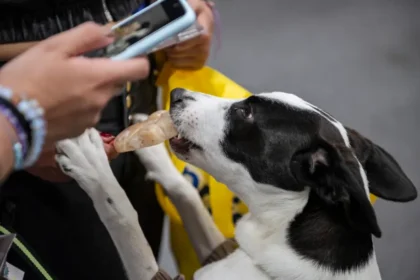 Expopet se une al día internacional del perro