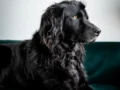 Textiles resistentes: la nueva apuesta de los hogares pet friendly