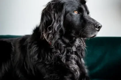 Textiles resistentes: la nueva apuesta de los hogares pet friendly