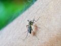 Dengue en Colombia: más de los 54.580 casos del primer semestre