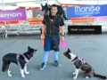 Expopet impulsa el mercado de capacitación para animales, proyectado en 4.932 millones de dólares en 2026