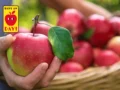 Del huerto europeo a Colombia: el viaje de una manzana de más de 10.000 kilómetros