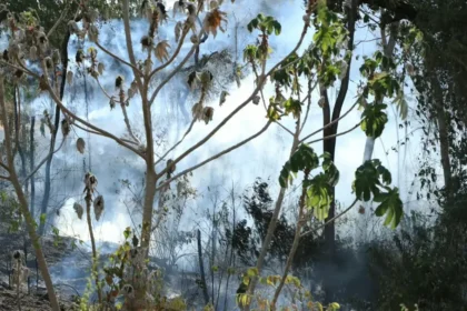 Gobierno activa plan de recuperación del campo tolimense