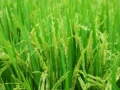 Semilla autorizada y siembra oportuna: las claves contra la ilegalidad y el fenómeno de El Niño