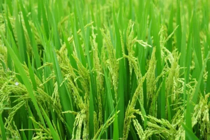 Semilla autorizada y siembra oportuna: las claves contra la ilegalidad y el fenómeno de El Niño