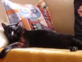 Señales en los gatos sobre su bienestar