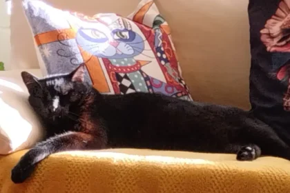 Señales en los gatos sobre su bienestar