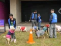 Expertos destacan el papel de los perros en la construcción de nuevas rutinas frente al síndrome del nido vacío
