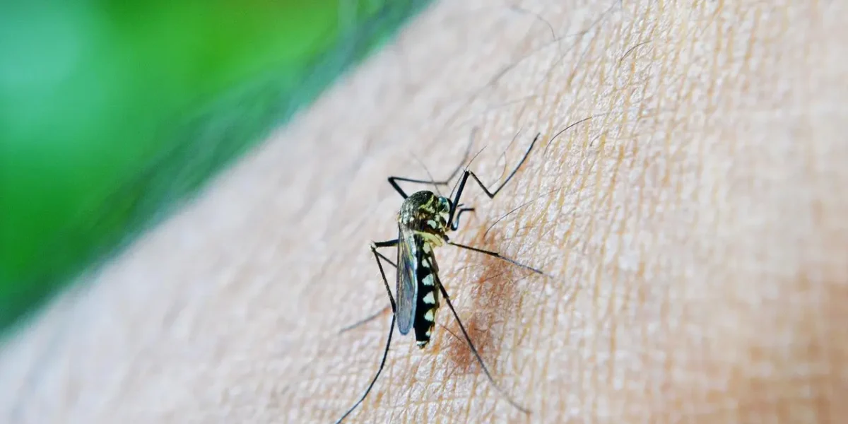 Las cifras de dengue en Colombia podrían ser entre 10 y 25 veces mayores que las registradas oficialmente