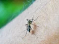 Nuevo acuerdo entre Takeda y la Organización Panamericana de la Salud para la  prevención del dengue