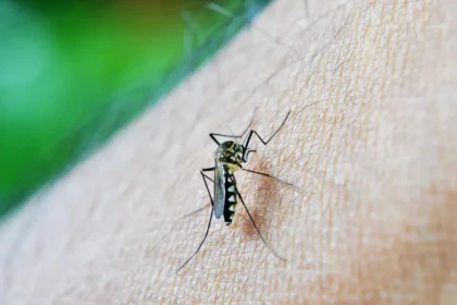 Nuevo acuerdo entre Takeda y la Organización Panamericana de la Salud para la  prevención del dengue