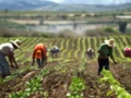 Comportamiento actual de los precios de la papa, recuperación del mercado y menor oferta estacional