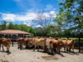 Minerva Foods fortalece las buenas prácticas ganaderas en Colombia con capacitación, monitoreo e innovación