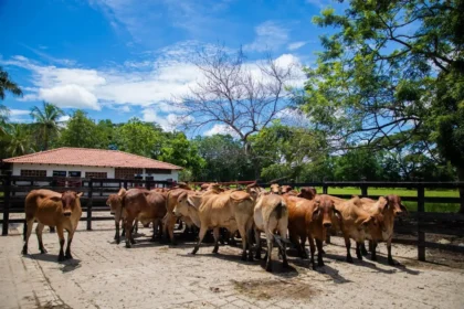 Minerva Foods fortalece las buenas prácticas ganaderas en Colombia con capacitación, monitoreo e innovación