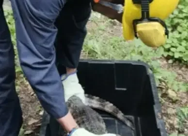 Enel Colombia fortalece protección de la fauna silvestre y habilita línea para reportar riesgos en la red eléctrica