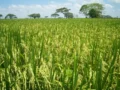 MinAgricultura anuncia nuevo modelo productivo para el arroz en Colombia