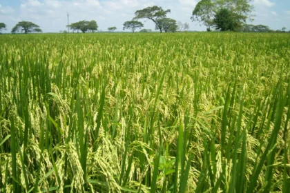 MinAgricultura anuncia nuevo modelo productivo para el arroz en Colombia