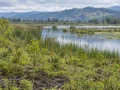 Essity refuerza su compromiso con la conservación del humedal La Tingua Bogotana