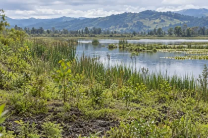 Essity refuerza su compromiso con la conservación del humedal La Tingua Bogotana