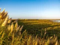 Los pastizales llegaron al Congreso: conservación, producción y políticas públicas