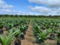 El sector palmero habla de productividad y sostenibilidad