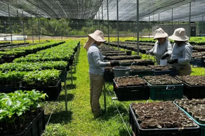Más del 55% del censo electoral cafetero acudió a las urnas